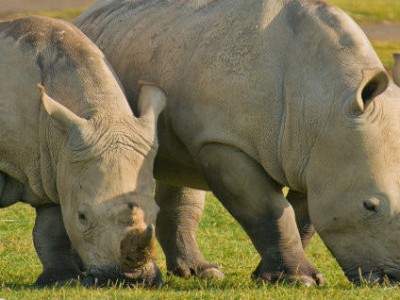 Safari Big Five Tanzania