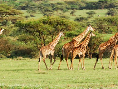 Selous Game Reserve