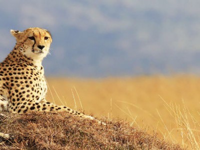 Safari Manyara Ngorongoro